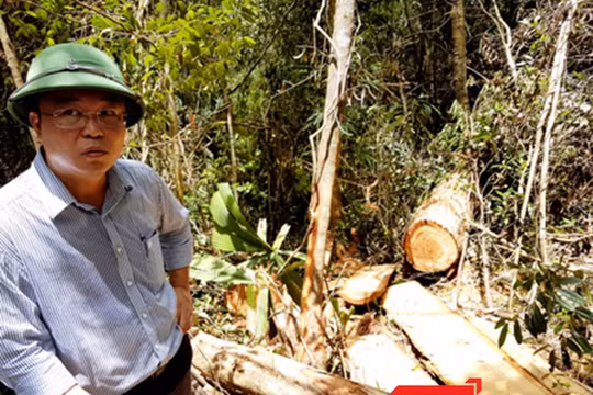 Ngày 20/7, đích thân Phó Chủ tịch UBND tỉnh Quảng Nam Lê Trí Thanh cùng đoàn công tác của tỉnh đã đi kiểm tra thực địa vụ phá rừng pơ mu lớn nhất từ trước đến nay tại khu vực biên giới xã Chà Vàl (huyện Nam Giang, Quảng Nam) với tỉnh Sê Kông (Lào).