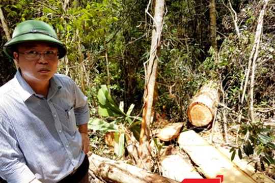 Ngày 20/7, đích thân Phó Chủ tịch UBND tỉnh Quảng Nam Lê Trí Thanh cùng đoàn công tác của tỉnh đã đi kiểm tra thực địa vụ phá rừng pơ mu lớn nhất từ trước đến nay tại khu vực biên giới xã Chà Vàl (huyện Nam Giang, Quảng Nam) với tỉnh Sê Kông (Lào).