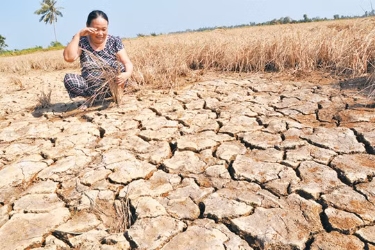 Bộ Tài chính kiến nghị thực hiện hỗ trợ toàn bộ chi phí bảo hiểm cho cây lúa, cà phê đối với hộ nghèo, cận nghèo