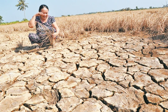 Bộ Tài chính kiến nghị thực hiện hỗ trợ toàn bộ chi phí bảo hiểm cho cây lúa, cà phê đối với hộ nghèo, cận nghèo
