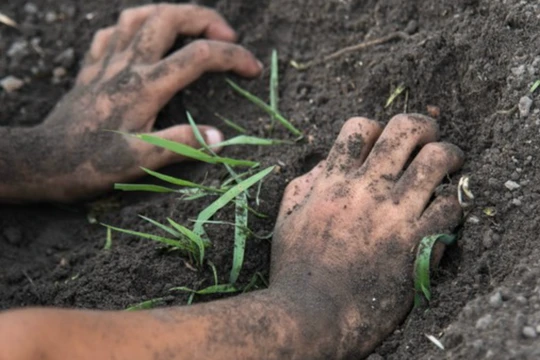 Vi khuẩn gây bệnh Whitmore tồn tại trong đất, dễ lây nhiễm vào cơ thể thông qua các vết xước, tổn thương da (Ảnh minh hoạ) 