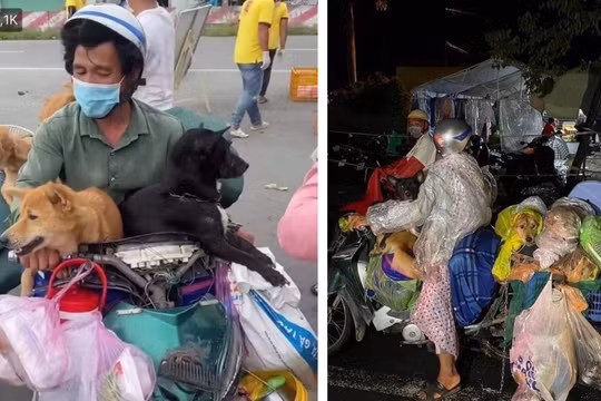 Hình ảnh cặp vợ chồng chở 15 chú chó từ Long An về Cà Mau được chia sẻ trên mạng xã hội (Ảnh - FB) 