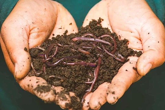 Hình ảnh địa long được quảng cáo trên Facebook (Ảnh - FB)