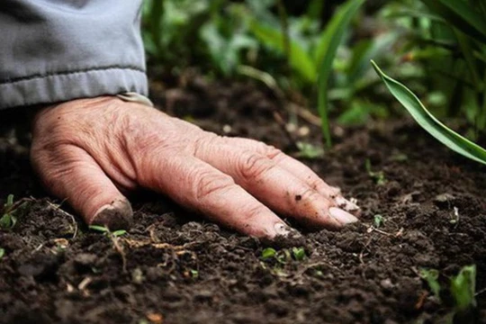 Vi khuẩn gây bệnh withmore xâm nhập vào cơ thể chủ yếu qua da khi có vết thương hở tiếp xúc trực tiếp với đất, nước bị nhiễm khuẩn (Ảnh minh hoạ) 