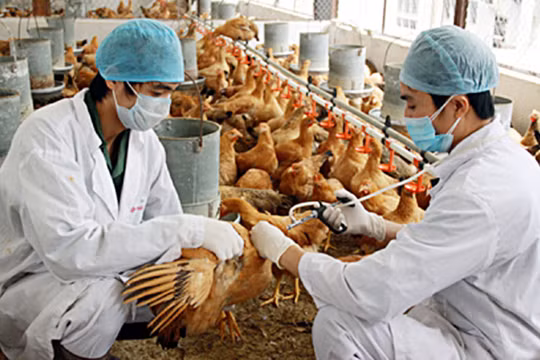 WHO, FAO cảnh báo Việt Nam về virus cúm A (H5N8) lần đầu tiên lây từ gia cầm sang người (Ảnh minh hoạ) 