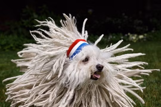 Beast - thú cưng của Mark