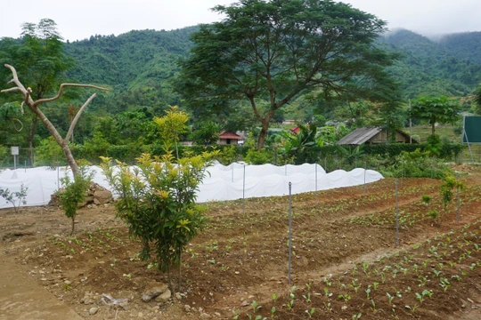 Mô hình Vườn rau thông minh do VNPT Technology thiết kế và lắp đặt tại xã Bum Nưa, với các cảm biến theo dõi và các hệ thống hỗ trợ như chiếu sáng, tưới nước tự động…