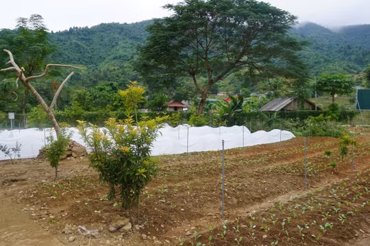 Mô hình Vườn rau thông minh do VNPT Technology thiết kế và lắp đặt tại xã Bum Nưa, với các cảm biến theo dõi và các hệ thống hỗ trợ như chiếu sáng, tưới nước tự động…