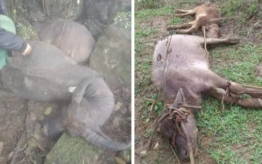 Gia súc chết do rét đậm rét hại