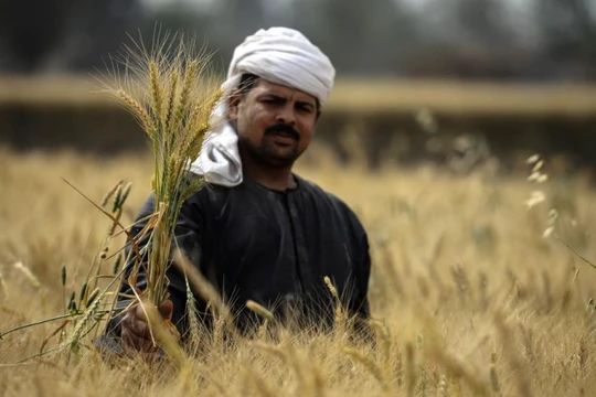 Người dân Ai Cập và lúa mì