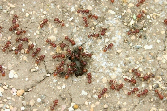 Kiến lửa đỏ ở Texas