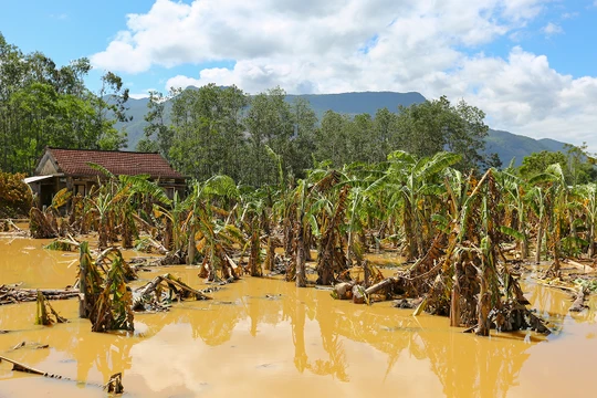 Hoa màu của nông dân miền Trung bị lũ nhấn chìm, làm hư hại