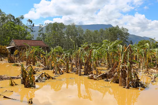 Hoa màu của nông dân miền Trung bị lũ nhấn chìm, làm hư hại
