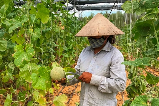 Nông dân Đà Nẵng trồng dưa lưới bằng kỹ thuật canh tác mới (ảnh H.H)