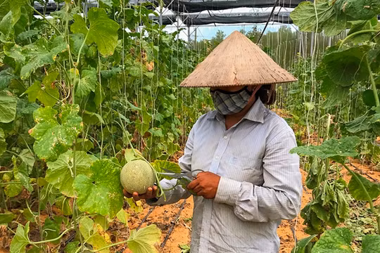 Nông dân Đà Nẵng trồng dưa lưới bằng kỹ thuật canh tác mới (ảnh H.H)