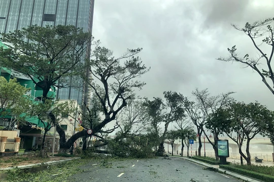 Bão gây gãy đổ cây cối địa bàn TP Đà Nẵng