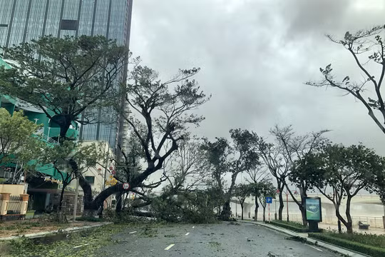 Bão gây gãy đổ cây cối địa bàn TP Đà Nẵng