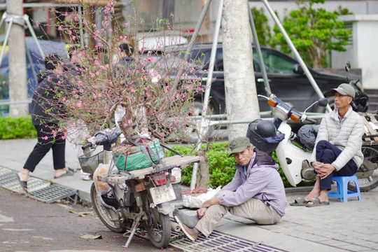 Nhiều tiểu thương kinh doanh đào, quất tại Hà Nội đứng ngồi không yên vì hàng bán ra nhỏ giọt.