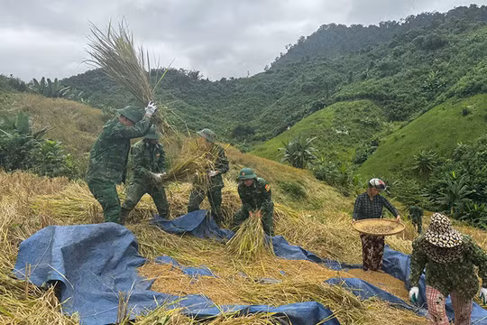 Bộ đội giúp dân thôn Pa Lan và Pờ Oi (xã La Êê, thành phố Đà Nẵng) gặt lúa rẫy chạy bão số 13.