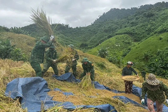 Bộ đội giúp dân thôn Pa Lan và Pờ Oi (xã La Êê, thành phố Đà Nẵng) gặt lúa rẫy chạy bão số 13.