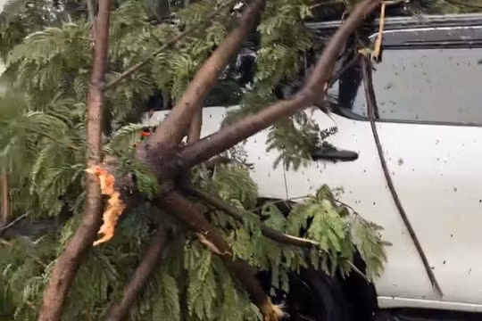 Chiếc xe 7 bị cây xanh đè trúng