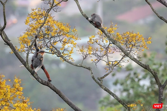 Vẻ đẹp khó cưỡng của bán đảo Sơn Trà (Đà Nẵng) khi vào mùa hoa lim xẹt.