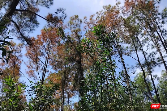 Cánh rừng thông lâu năm ở Huế bị đối tượng xấu xâm hại, đầu độc héo úa và đứng trước nguy cơ chết khô.