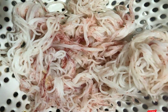 Vụ bún tươi đổi màu đỏ: Thủ phạm là nấm Monascus purpureus