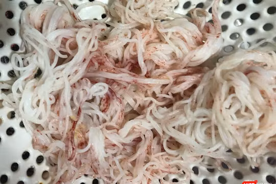 Vụ bún tươi đổi màu đỏ: Thủ phạm là nấm Monascus purpureus