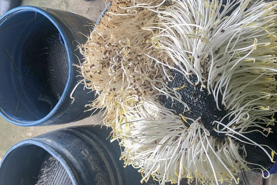 Giá đỗ sản xuất sử dụng hóa chất kích thích tăng trưởng cấm sử dụng - 6-Benzylaminopurine (ảnh CATP)