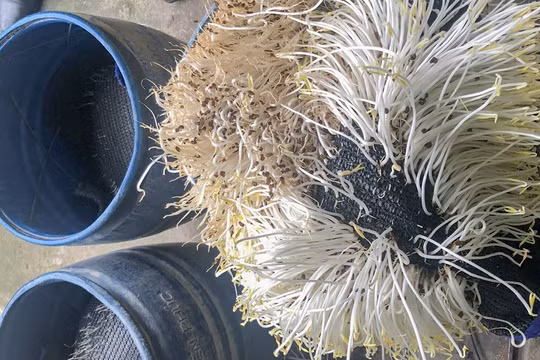 Giá đỗ sản xuất sử dụng hóa chất kích thích tăng trưởng cấm sử dụng - 6-Benzylaminopurine (ảnh CATP)