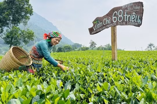 Vừa qua, Thanh Hải Trà của HTX chè La Bằng được đấu giá tại Hội thi “Bàn tay vàng chế biến chè” huyện Đại Từ (Thái Nguyên) với giá trị 68 triệu đồng/kg.