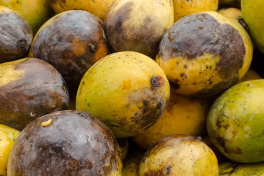 Ngay cả mẹ của CEO kiêm nhà sáng lập trang web Pinduoduo, Colin Huang, cũng đã nhận được những sản phẩm kém chất lượng khi bà mua hàng từ website của con trai. Cụ thể, khi bà đặt mua lô xoài trên Pinduoduo, một số quả đã bị thối rữa ngay khi nhận hàng. (Ả