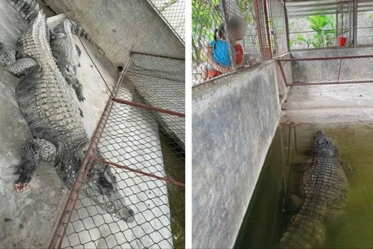 Xôn xao thông tin 2 con cá sấu nặng hơn 100 kg sổng chuồng do lũ