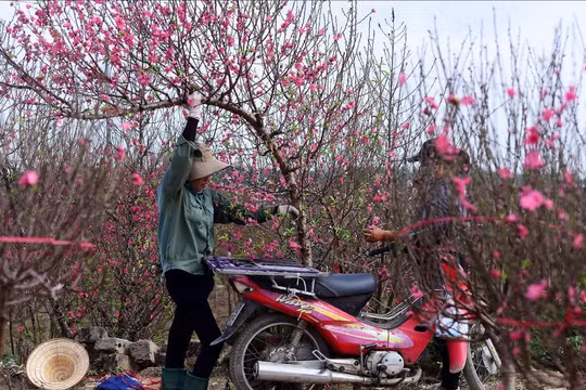 Bộ Nội vụ thống nhất đề xuất nghỉ Tết Ất Tỵ 9 ngày, dịp 30/4 nghỉ 5 ngày