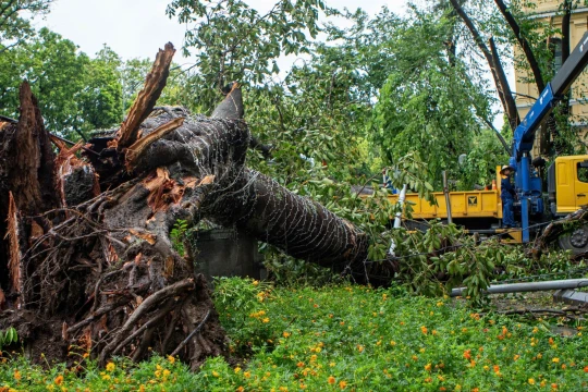 Hơn 40.000 cây xanh gãy đổ do bão Yagi, Hà Nội "cứu" được 3.000 cây