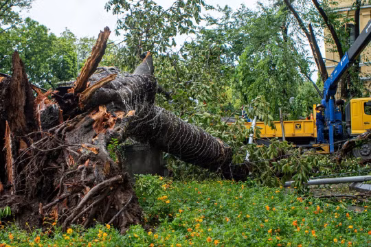Hơn 40.000 cây xanh gãy đổ do bão Yagi, Hà Nội "cứu" được 3.000 cây