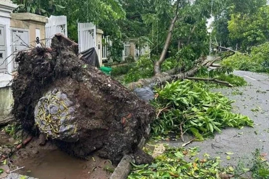 Hà Nội truy trách nhiệm nhà thầu vụ cây xanh bật gốc còn nguyên bọc bầu