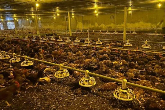 9.000 con gà chết do chạy ngập lụt, chủ trang trại xúc động vì được người dân "giải cứu"