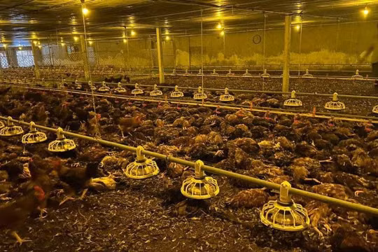 9.000 con gà chết do chạy ngập lụt, chủ trang trại xúc động vì được người dân "giải cứu"