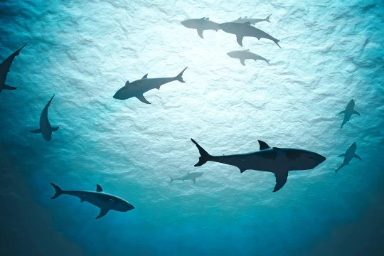 6 bài học để trở thành nhà lãnh đạo "cá mập"