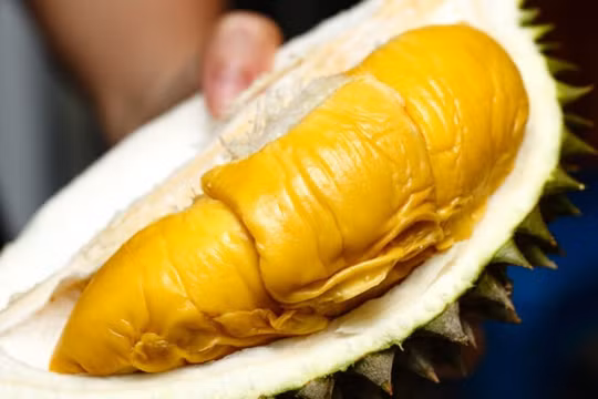 Sầu riêng Musang King còn được gọi là 'Mao Shan Wang' hoặc 'Mèo ngủ' theo hình dạng của trái sầu khi mới mở (ảnh: Handout)