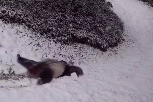 Gấu trúc thích thú vui đùa trong tuyết