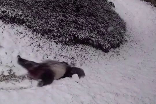 Gấu trúc thích thú vui đùa trong tuyết