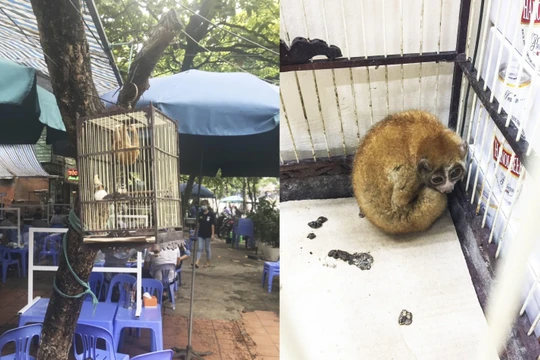 1 cá thể culi được giải cứu khi bị nhốt tại một quán bia ở Hà Nội (ảnh: ENV)
