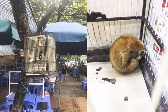 1 cá thể culi được giải cứu khi bị nhốt tại một quán bia ở Hà Nội (ảnh: ENV)