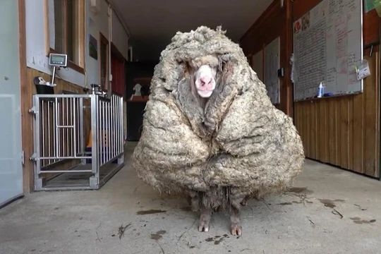 Chú cừu có bộ lông dày