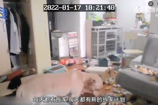 Chú chó cắn phá đồ đạc khi chủ nhân bị đưa đi cách ly (ảnh Weibo)