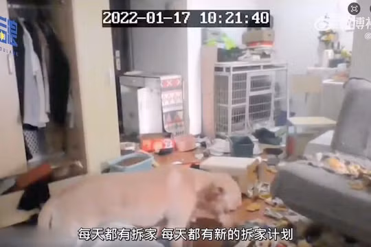 Chú chó cắn phá đồ đạc khi chủ nhân bị đưa đi cách ly (ảnh Weibo)