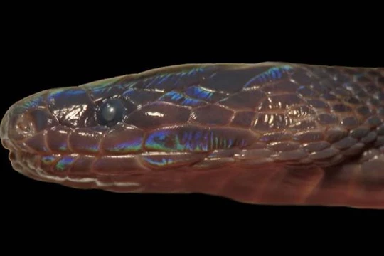 Các nhà khoa học đã phát hiện loại rắn mới ở Hà Giang (ảnh: Smithsonian)